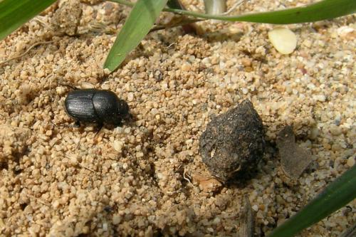 Réf. 356 871 : Onthophagus sp.
